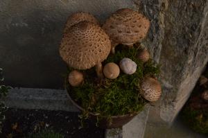 Kljub slabi gobarski sezoni lepa bera gob na razstavi 6